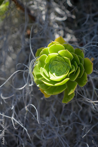 Close up of a vibrant green succulent rosette contrasting with textured grey moss.