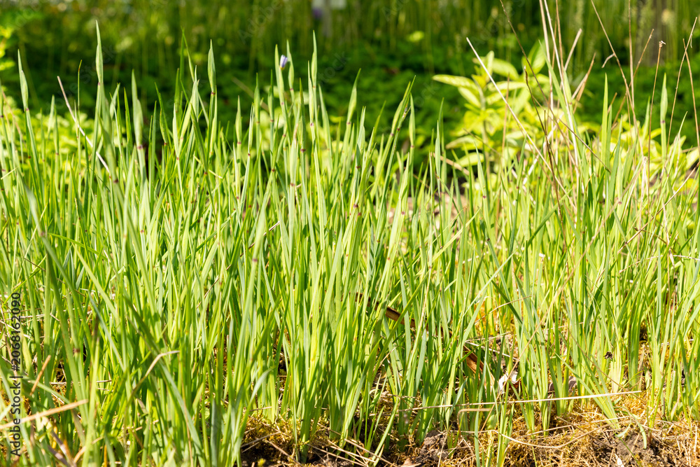 Obraz premium Blue eyed grass or Sisyrinchium Montanum plant in Saint Gallen in Switzerland 20.5.2026