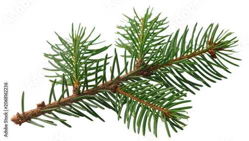 Photography Isolated fresh green spruce branch with vibrant needles, perfect for winter holiday themes and nature