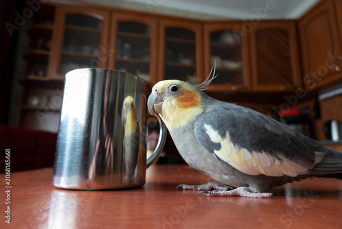 Cockatiel sitting on a table looking at its reflection in a tin cup of coffee