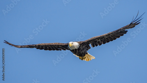 Schilderij op canvas Bald Eagle in flight and catching fish on the James River