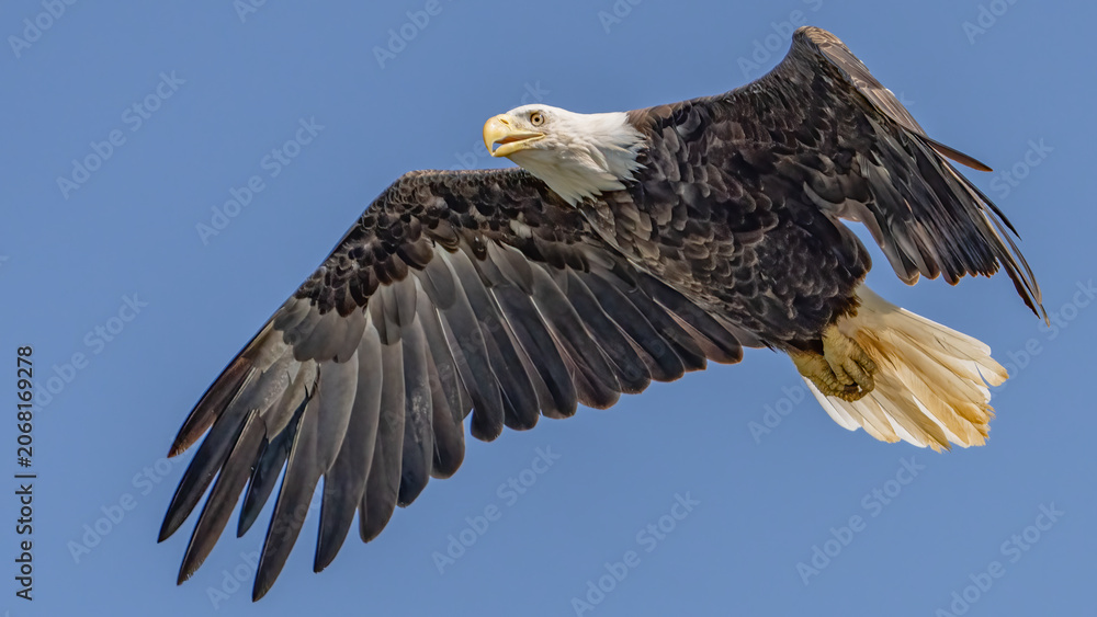 Obraz premium Bald Eagle in flight and catching fish