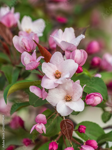 Fresh pink flowers of a blossoming apple tree with blured background