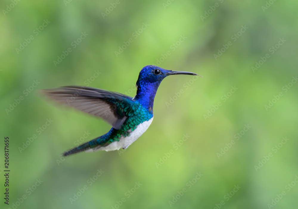 Fototapeta premium white-necked jacobin hummingbird (Florisuga mellivora) male in flight, Manu National Park, Peru.
