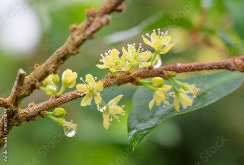 Fotografie Blooming coca bush (Erythroxylum coca) at plantation in Peruvean Andes, Madre de Dios Region, Peru