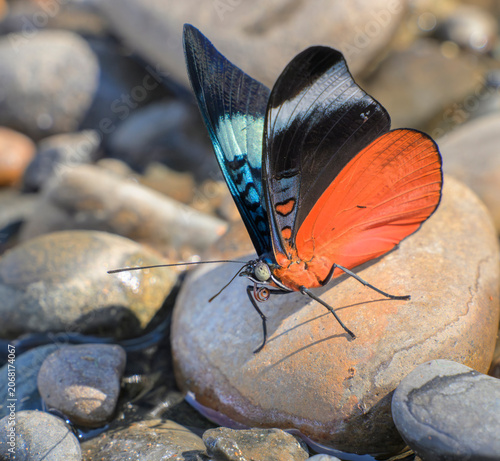 Red Flasher butterfly (Panacea prola amazonica) male licking minerals from rocks on the bank of Madre de Dios River, side view with closed wings, Manu National Park, Peru.