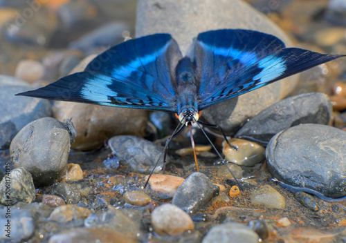 Obraz na plátně Red Flasher butterfly (Panacea prola amazonica) drinking water the bank of Madre de Dios River, dorsal view with open wings, Manu National Park, Peru