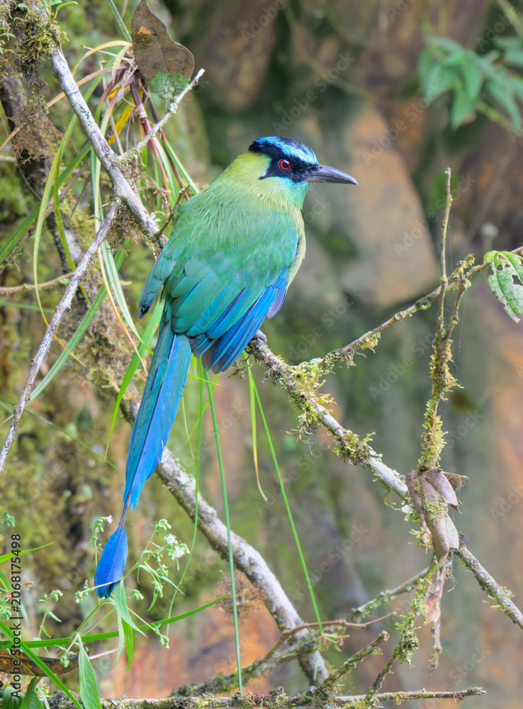Obraz premium Andean or highland motmot (Momotus aequatorialis), Manu national park, peru.