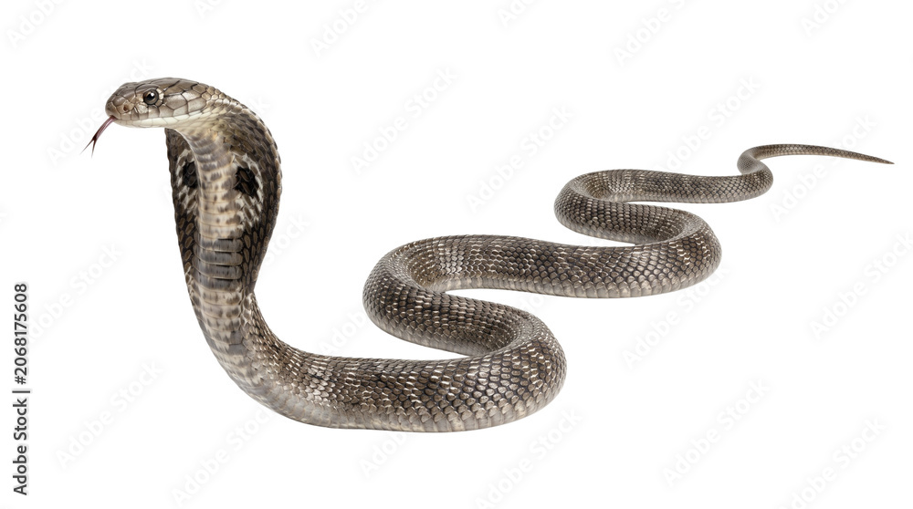 Fototapeta premium Cobra snake isolated on transparent background with hood flared in defensive posture.