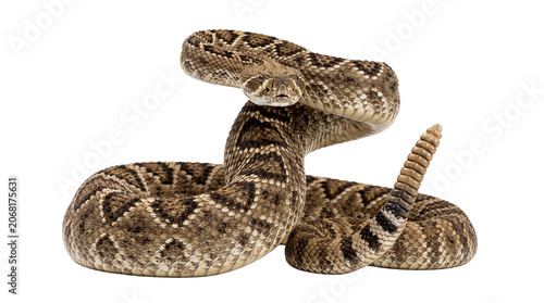 Rattlesnake with raised head and rattle on tail isolated on transparent background.