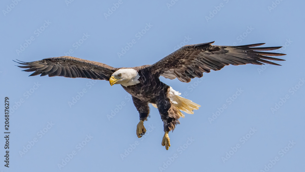 Fototapeta premium Bald Eagle in flight and catching fish