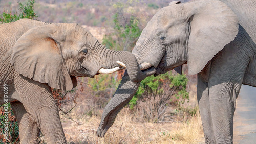 a close up of two male elephants head to head during a display of dominance at pilanesberg national park in south africa