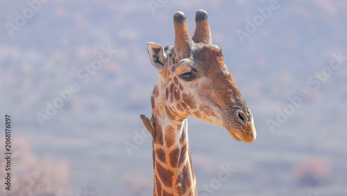 a close up head shot of a male giraffe with an oxpecker on its neck at pilanesberg national park in south africa