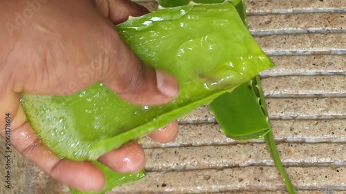 Showing Fresh Cut Aloe Vera Leaf Fragment with Translucent Gel