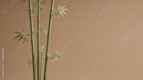 Bamboo stalks with green leaves