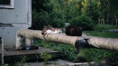 A lot of cats are sitting on the heat track next to the house.  Cats of different breeds and colors