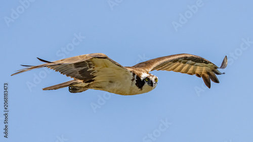 Cuadro en lienzo Osprey searching for a meal and diving for food
