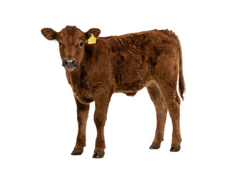 A brown calf with a yellow ear tag stands isolated on a white background