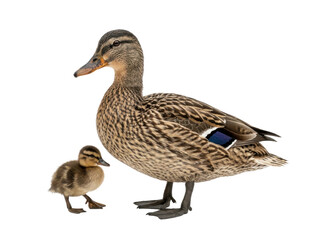 A mother duck and her little duckling walking side by side on a plain white background