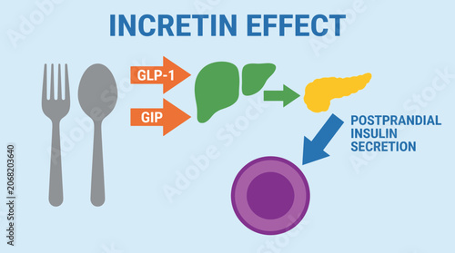 Bild auf Leinwand Incretin Effect GLP-1 GIP Postprandial Insulin Secretion Science
