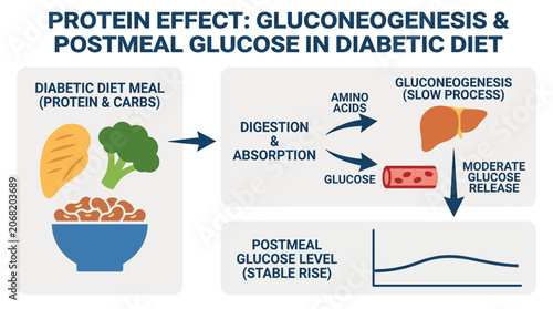 Bild auf Leinwand Protein Effect Gluconeogenesis Postmeal Glucose Diabetic Diet