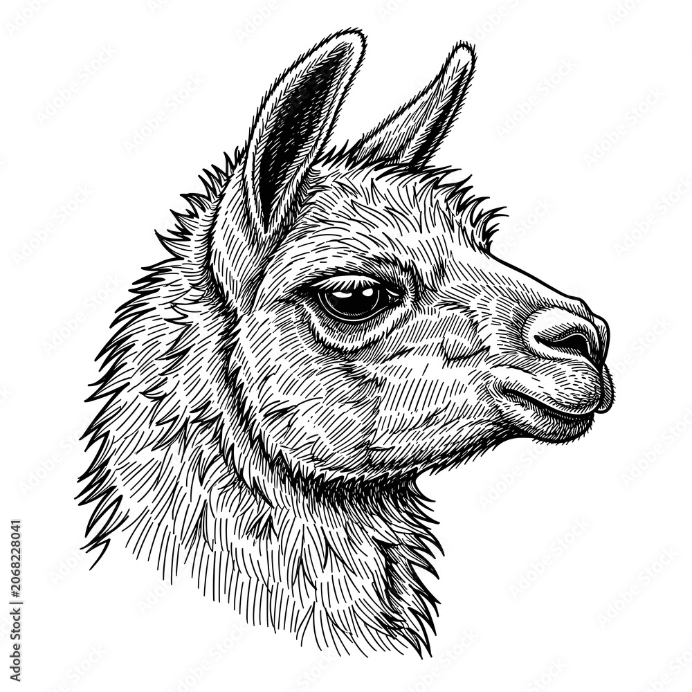 Fototapeta premium Detailed Realistic Sketch of a Lama Head