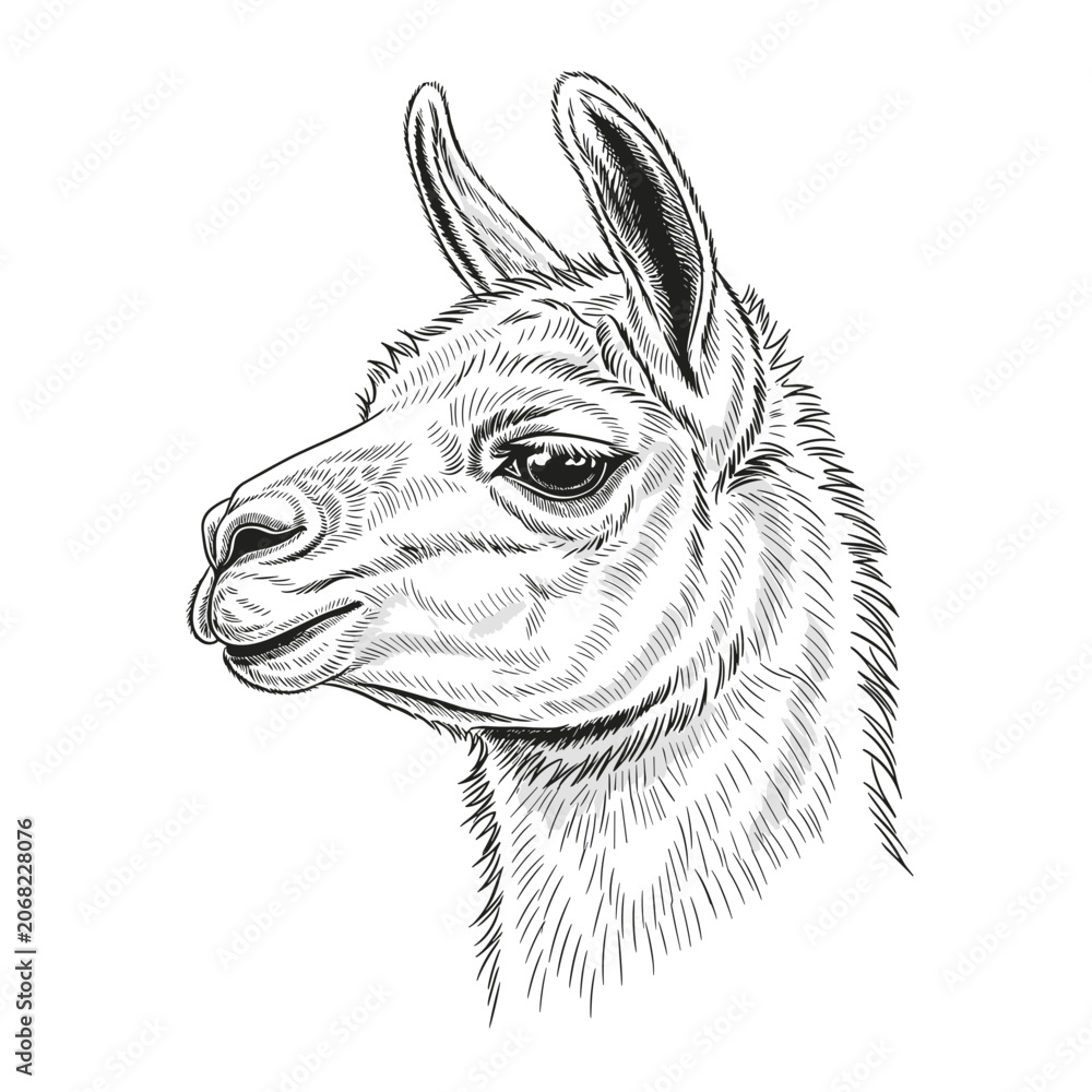 Obraz premium Black and White Detailed Lama Head Drawing