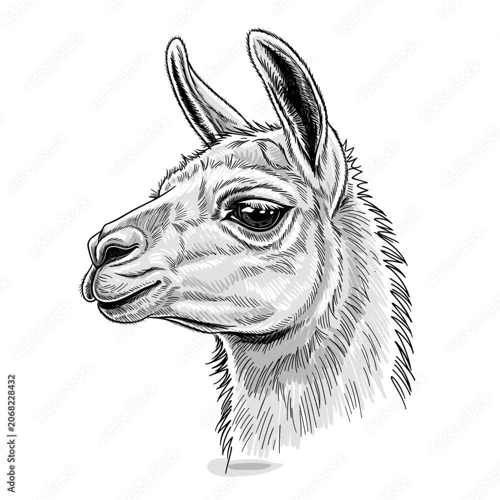 Fototapeta premium Detailed Sketch of a Lama Head with Soft Fur