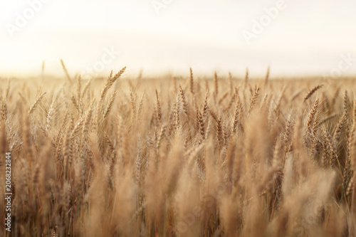 Beautiful photos of wheat at sunset, fields of southern Ukraine