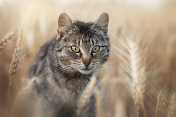 tabby cat in endless wheat fields, beautiful evening portrait on the farm