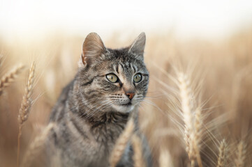 tabby cat in endless wheat fields, beautiful evening portrait on the farm
