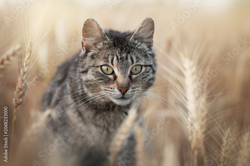 tabby cat in endless wheat fields, beautiful evening portrait on the farm