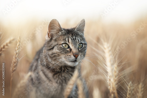 tabby cat in endless wheat fields, beautiful evening portrait on the farm