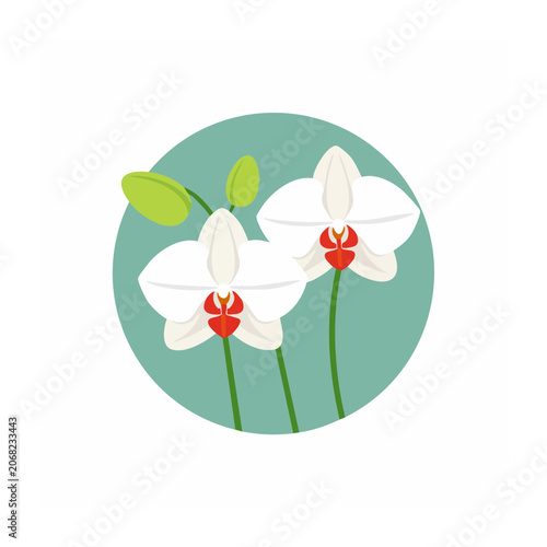 White Orchid Flowers Flat Design Illustration