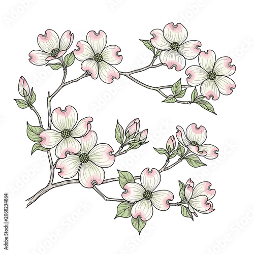 Group of Pink and White Flowering Tree Branches