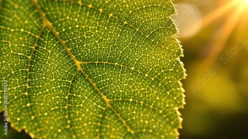 Macro view of a green leaf with detailed veins in golden sunlight