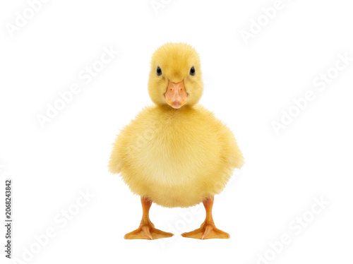 Adorable fluffy yellow duckling standing alone on white background