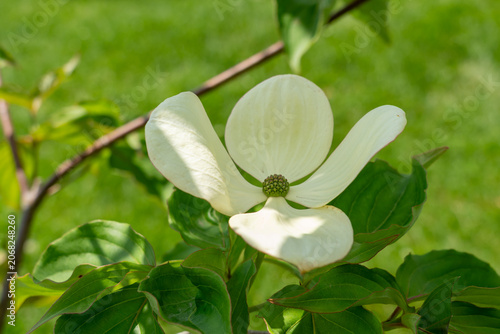 
A Kousa Dogwood (Cornus kousa) flower on the tree. Ontario, Canada. 
