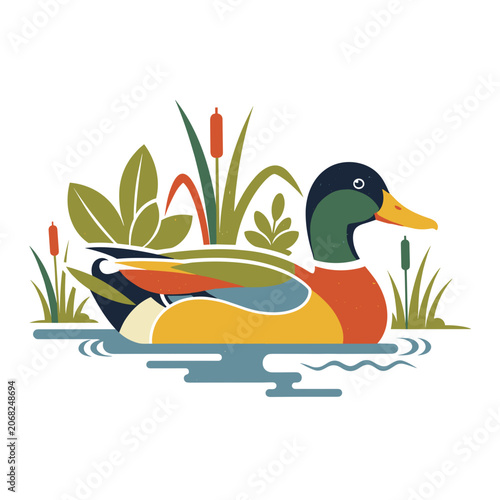 Colorful Mallard Duck Swimming Among Water Lilies
