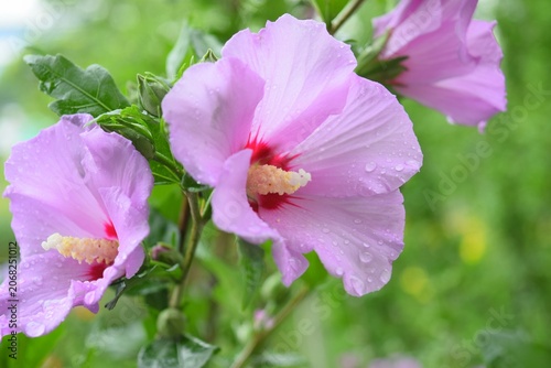 Close-up of beautiful blooming purple hibiscus flowers with raindrops on the petals
