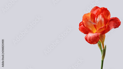 Abstract background with a beautiful flower on a neutral background. Greeting card for text. Bouquet, nature, eco, naturalness. For designers, advertising, IT.