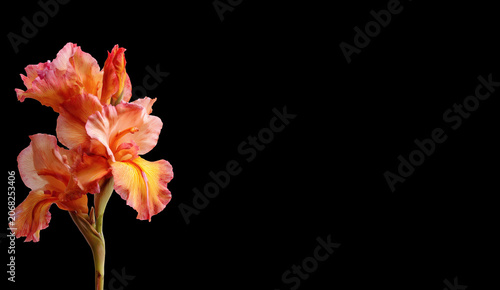 Abstract background with a beautiful flower on a neutral background. Greeting card for text. Bouquet, nature, eco, naturalness. For designers, advertising, IT.