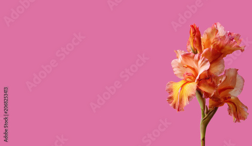 Abstract background with a beautiful flower on a neutral background. Greeting card for text. Bouquet, nature, eco, naturalness. For designers, advertising, IT.