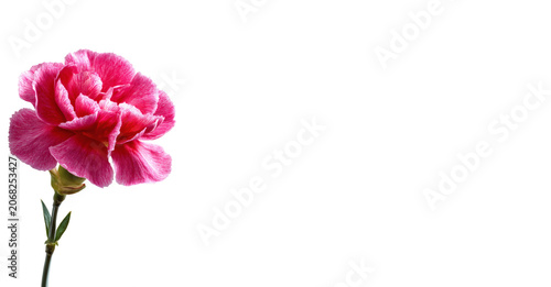 Abstract background with a beautiful flower on a neutral background. Greeting card for text. Bouquet, nature, eco, naturalness. For designers, advertising, IT.