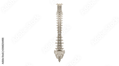 Human spine anatomy isolated on white background.
