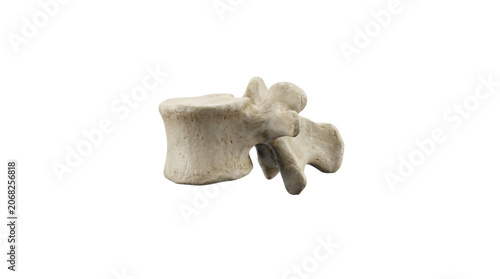 Human Lumbar Vertebra Anatomy Model Isolated on White Background.