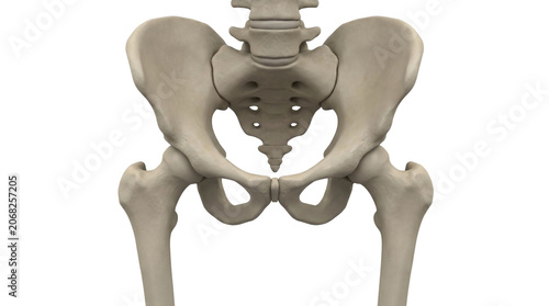 Human Pelvis Skeleton Anatomy Medical Illustration.