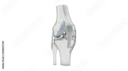 Transparent Human Knee Joint Anatomy Medical Illustration.