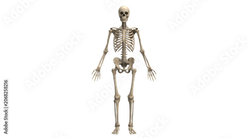 Human Skeleton Anatomy Medical Science Illustration.