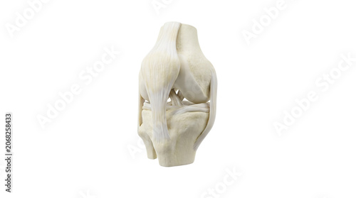 Anatomical Model of a Human Knee Joint.